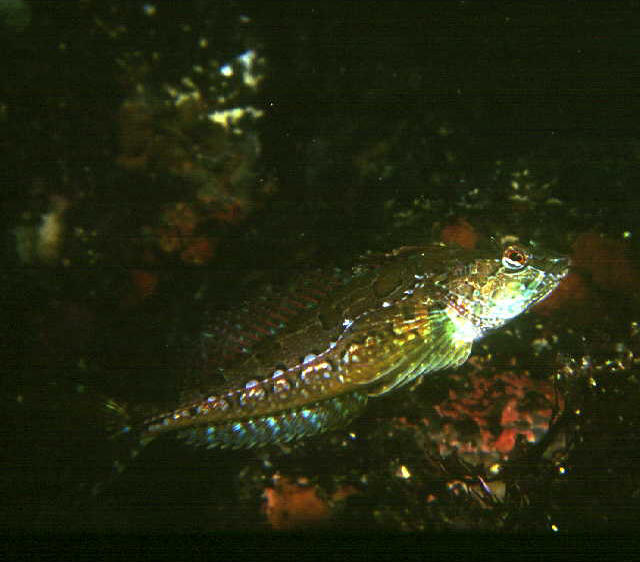 Pseudoblennius marmoratus